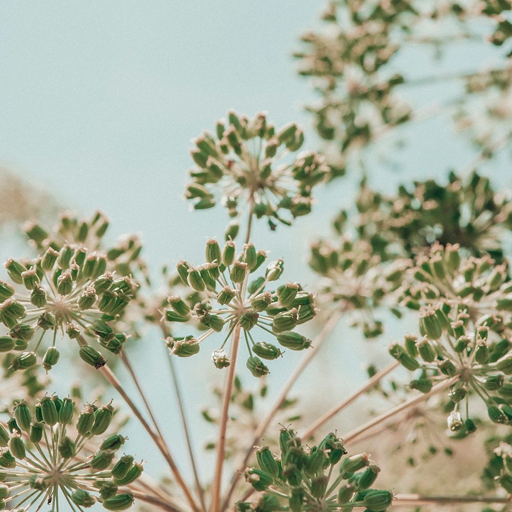 botanical study no. 281 art print by Olivia Joy St. Claire for $57.95 CAD