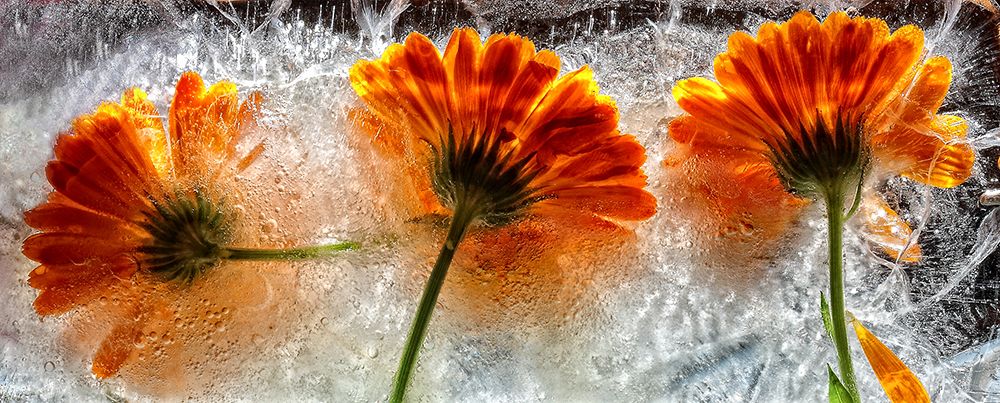 Frozen marigold art print by Secundino Losada for $57.95 CAD