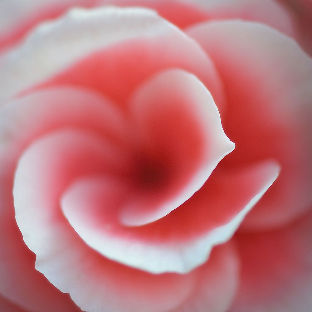 Begonia art print by Lotte Gronkjar for $57.95 CAD