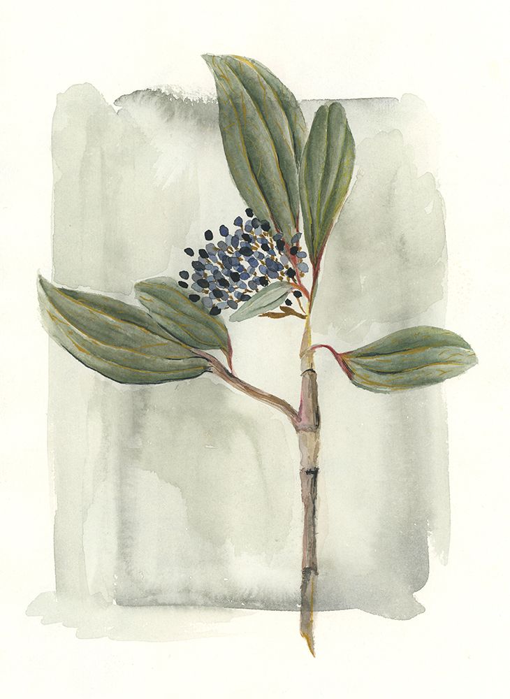 Viburnum davidii art print by Lucrecia Caporale for $57.95 CAD