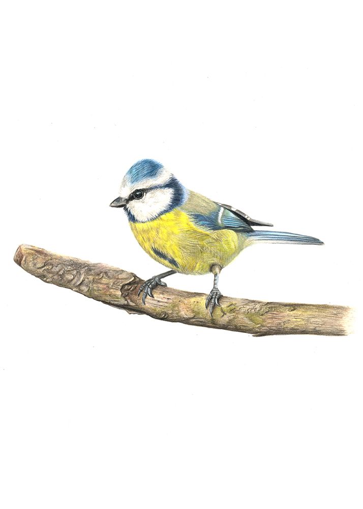 Bluetit art print by Angelica Diehn for $57.95 CAD