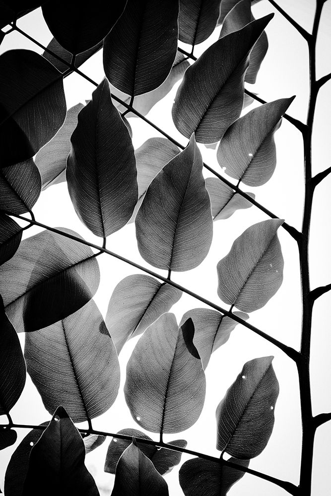 Branches and Leaves II art print by Tal Paz-Fridman for $57.95 CAD