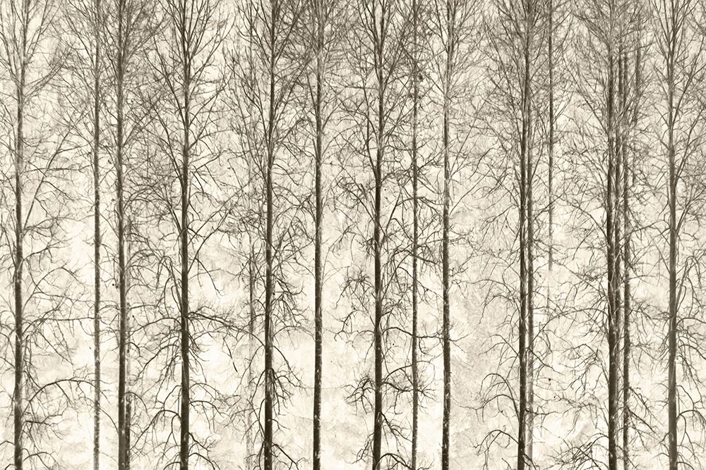Aspens art print by Christina Sillen for $57.95 CAD