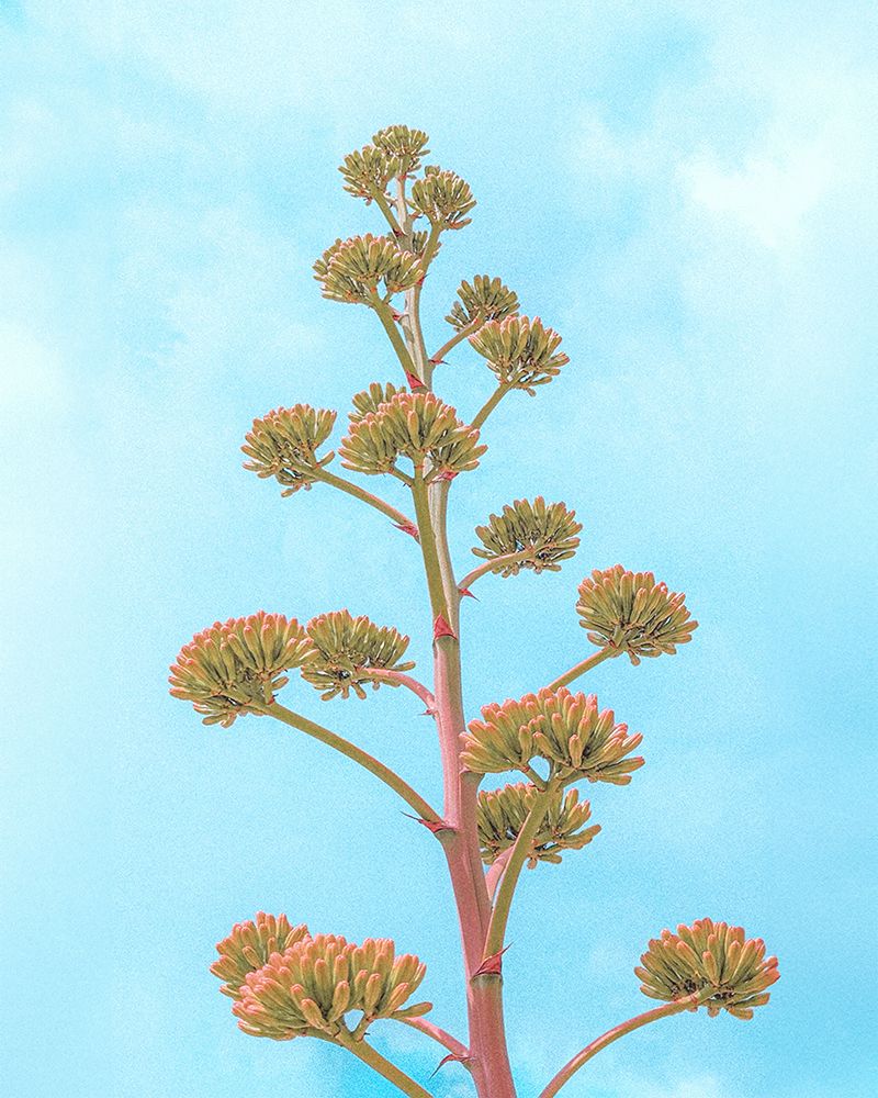 Agave Cactus Century Plant Flower Stalk Bloom art print by Tom Windeknecht for $57.95 CAD