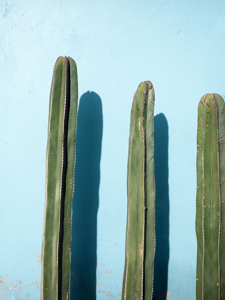 Cacti on Light Blue | Oaxaca Mexico art print by Raisa Zwart for $57.95 CAD