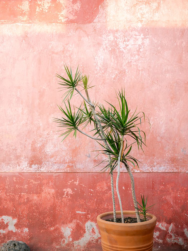 Botanical Oaxaca | Mexico travel photography art print by Raisa Zwart for $57.95 CAD