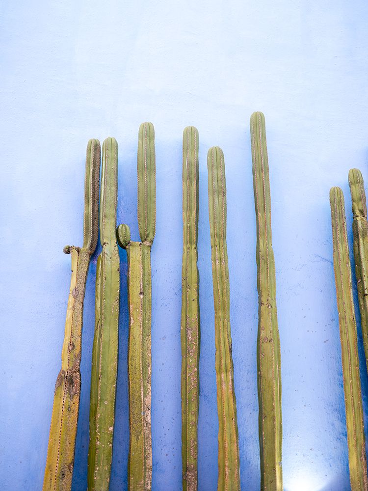 Tall Cacti on Blue | Oaxaca Mexico Travel art print by Raisa Zwart for $57.95 CAD