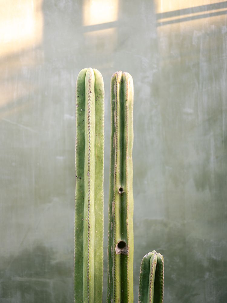 Greens and grey | Cacti in Oaxaca Mexico art print by Raisa Zwart for $57.95 CAD