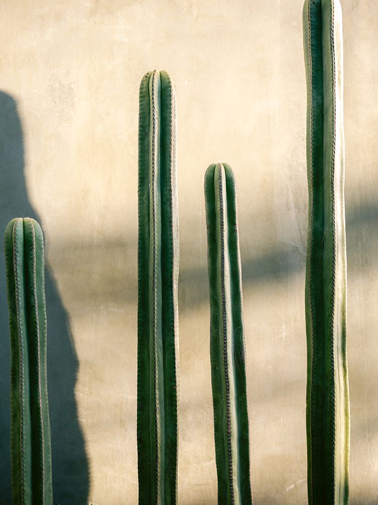 Oaxaca Shades of Green | Mexico travel photography art print by Raisa Zwart for $57.95 CAD