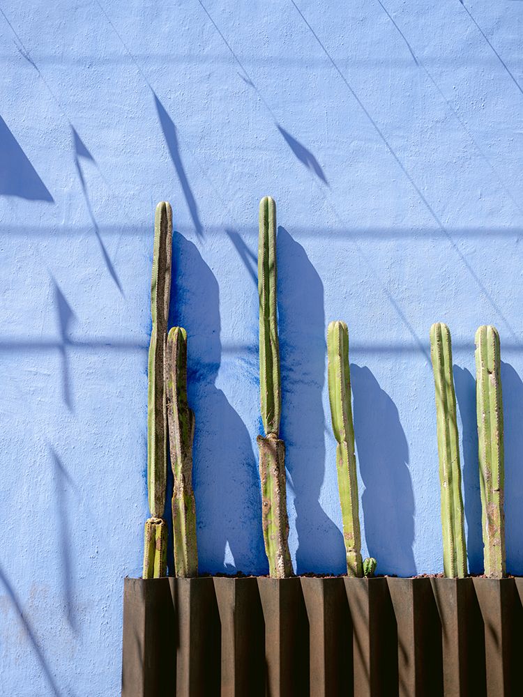Tall Cacti | Oaxaca Mexico travel photography art print by Raisa Zwart for $57.95 CAD