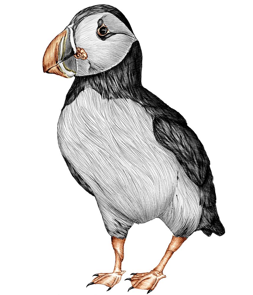 Little Puffin art print by E.C. Mazur for $57.95 CAD