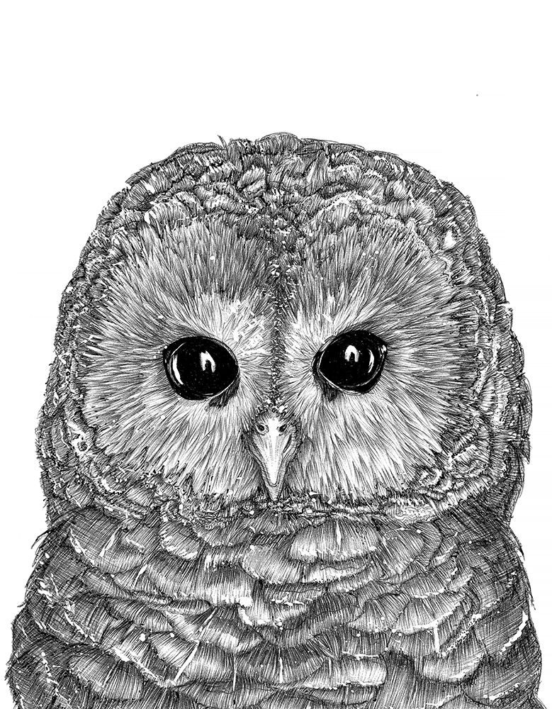 Little Owl Duvet art print by E.C. Mazur for $57.95 CAD