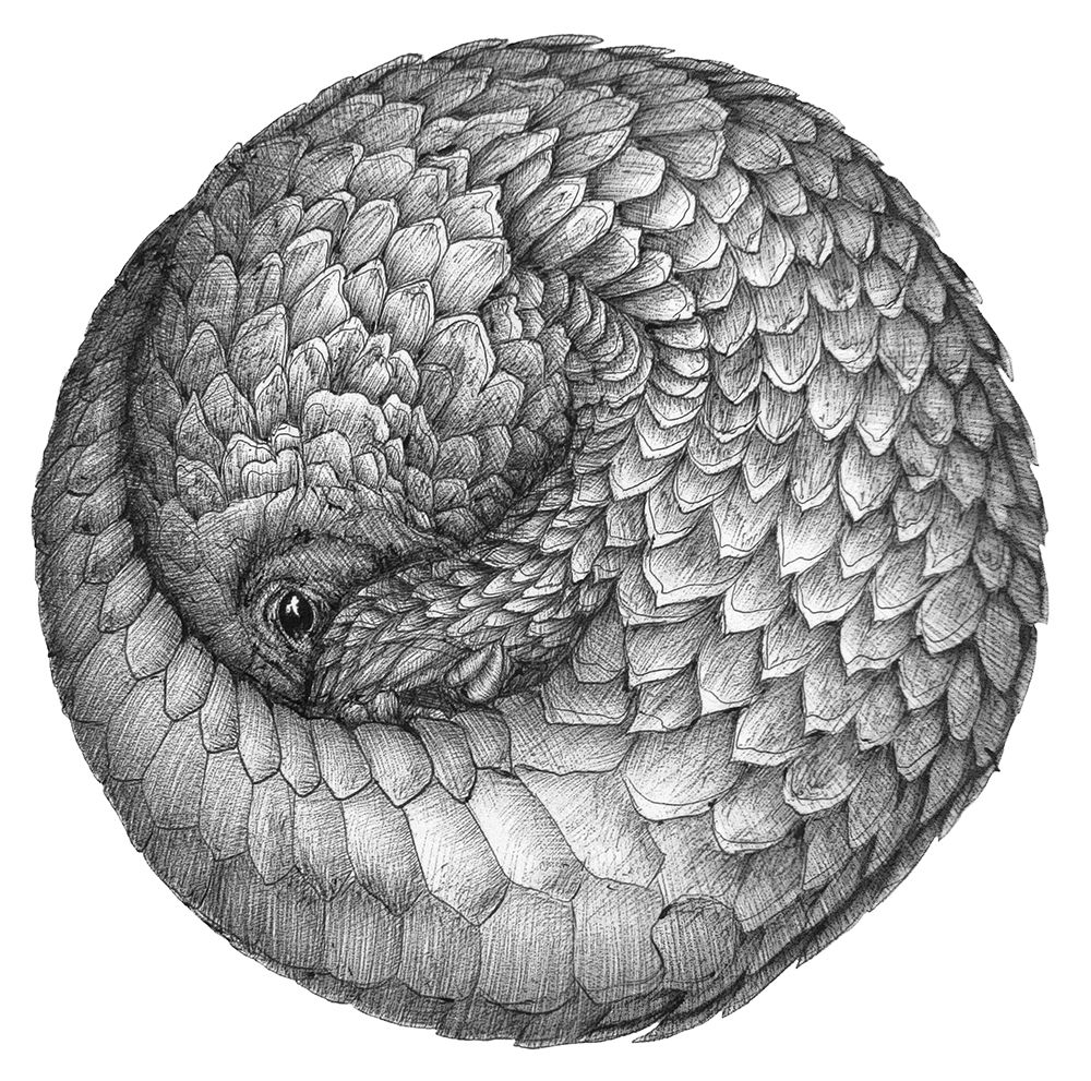 Pangolin Ball Original art print by E.C. Mazur for $57.95 CAD
