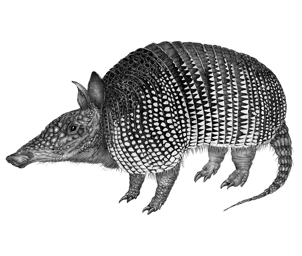 Armadillo Duvet art print by E.C. Mazur for $57.95 CAD