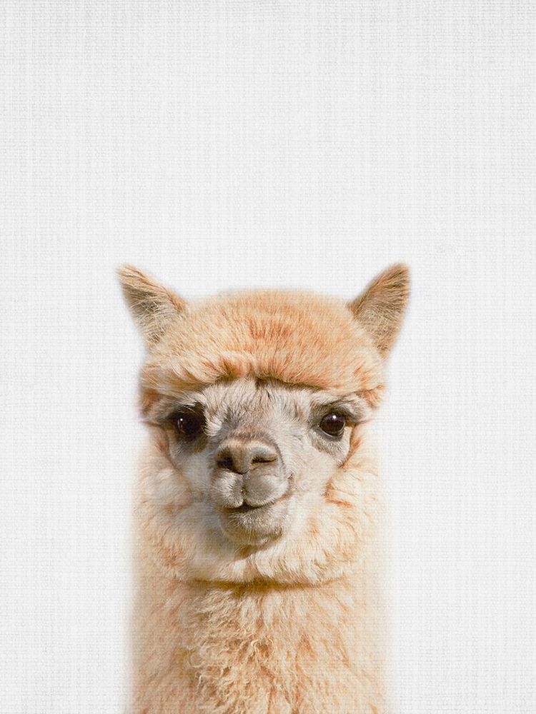 Peekaboo Alpaca art print by Lola Peacock for $57.95 CAD
