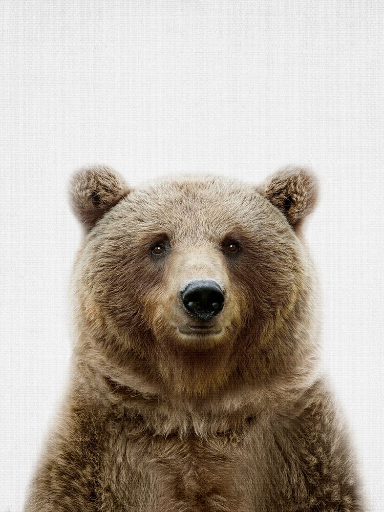 Bear art print by Lola Peacock for $57.95 CAD