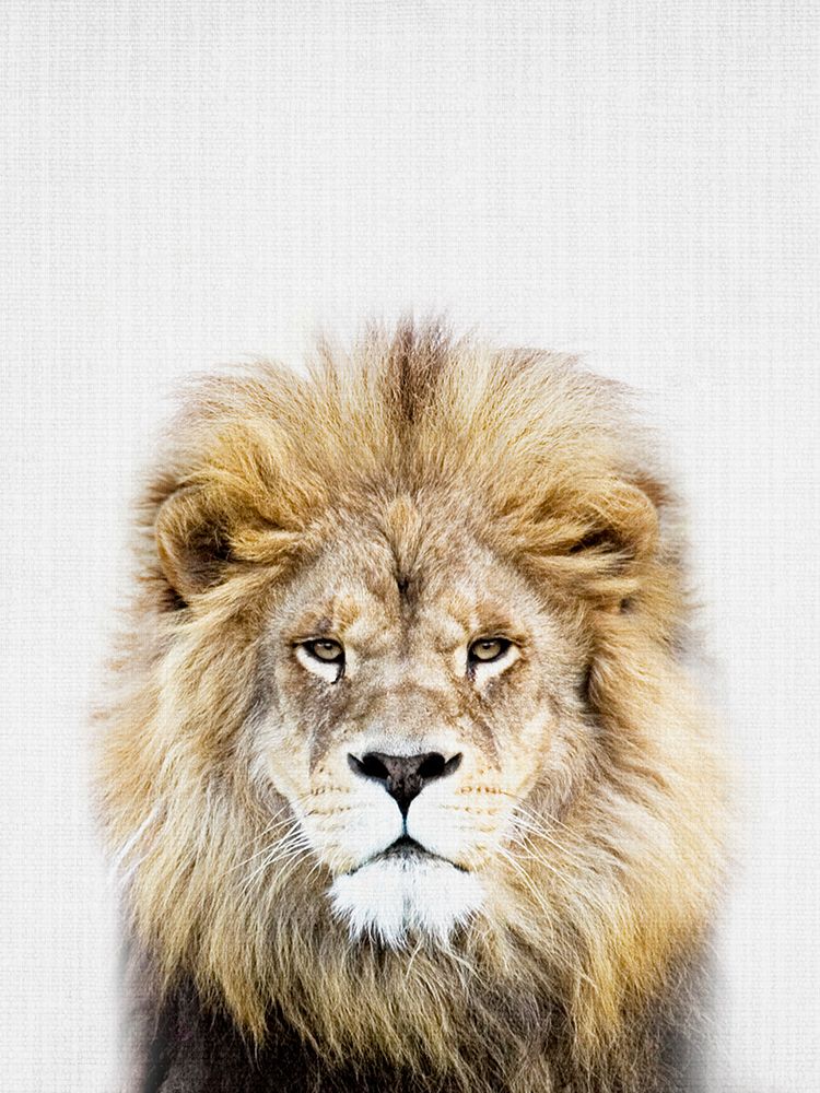 Lion art print by Lola Peacock for $57.95 CAD