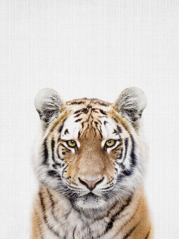 Tiger art print by Lola Peacock for $57.95 CAD