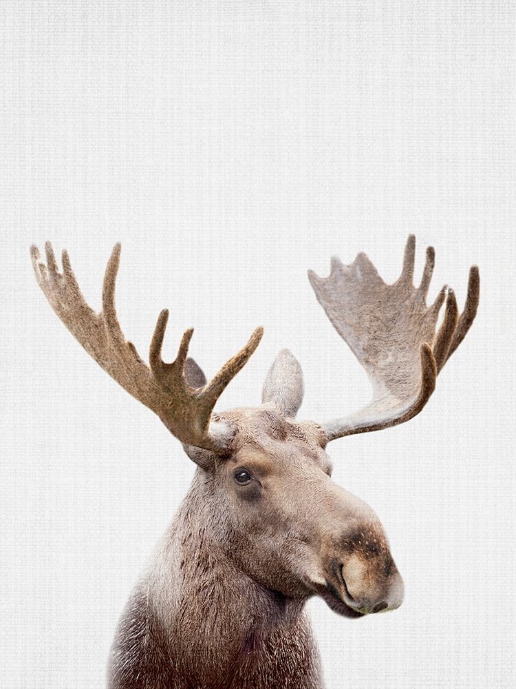 Moose art print by Lola Peacock for $57.95 CAD