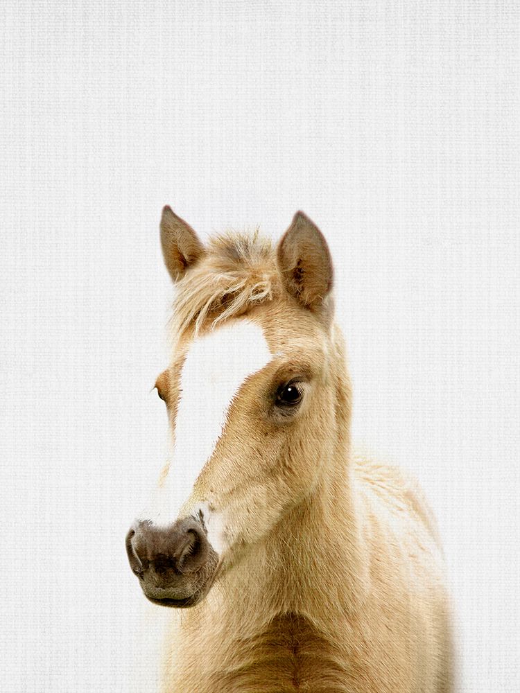 Foal art print by Lola Peacock for $57.95 CAD