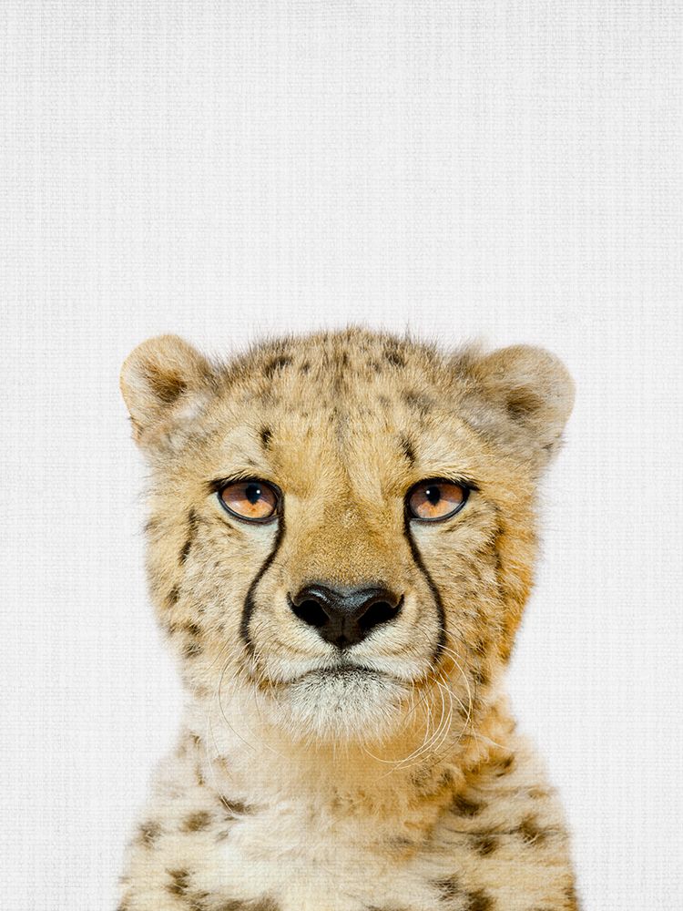 Cheetah art print by Lola Peacock for $57.95 CAD