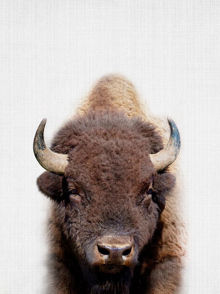 Bison art print by Lola Peacock for $57.95 CAD