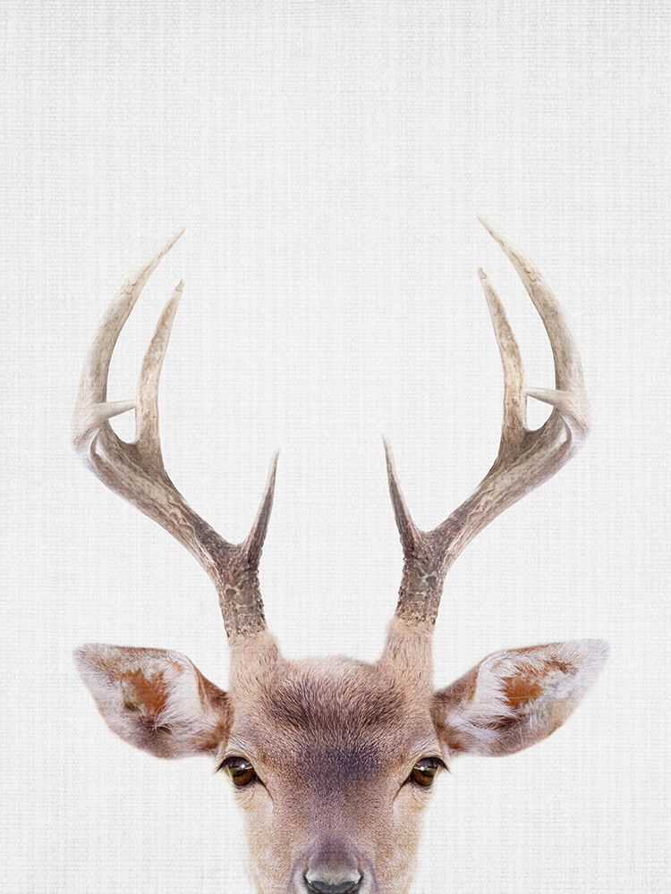 Deerantlers art print by Lola Peacock for $57.95 CAD