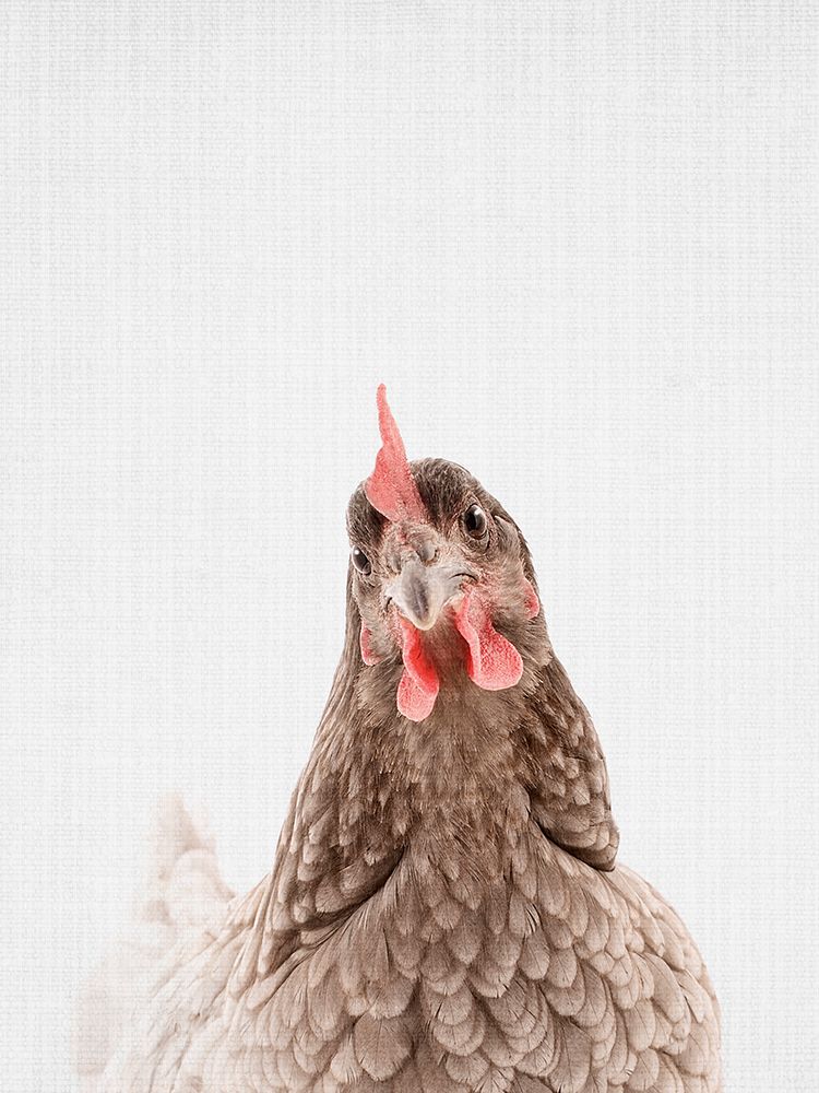 Chook art print by Lola Peacock for $57.95 CAD