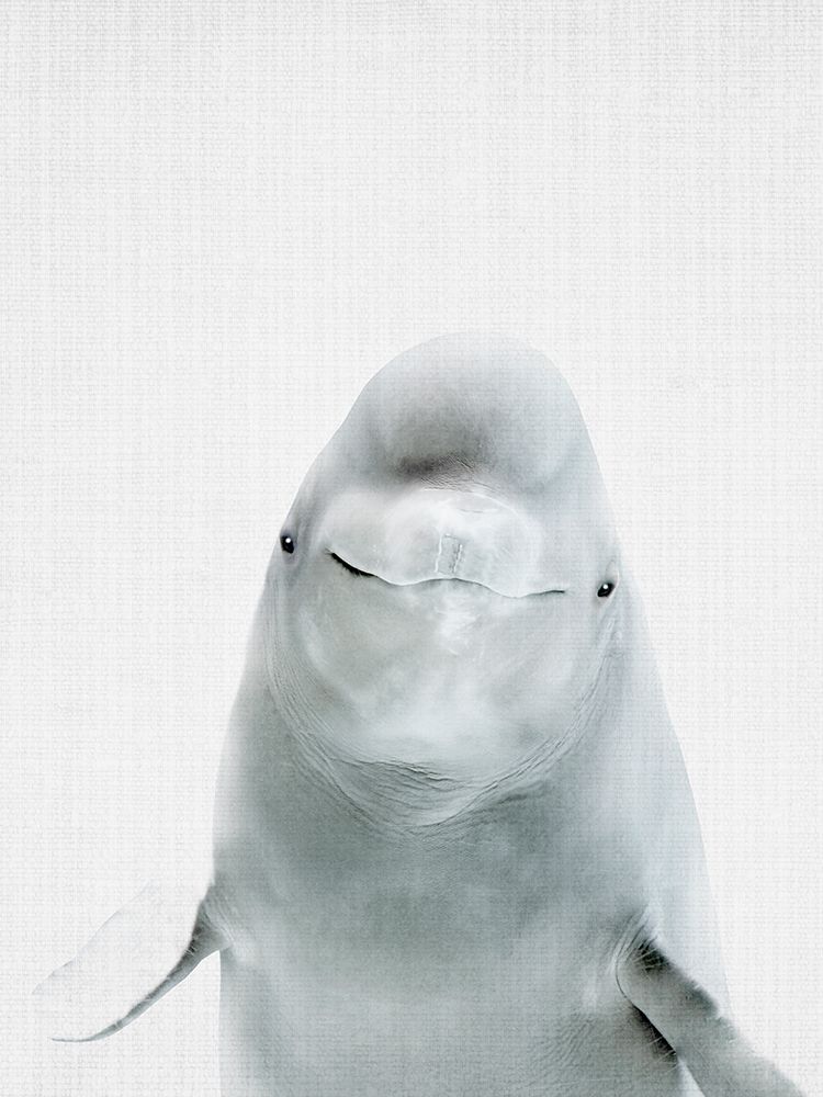Belugawhale art print by Lola Peacock for $57.95 CAD