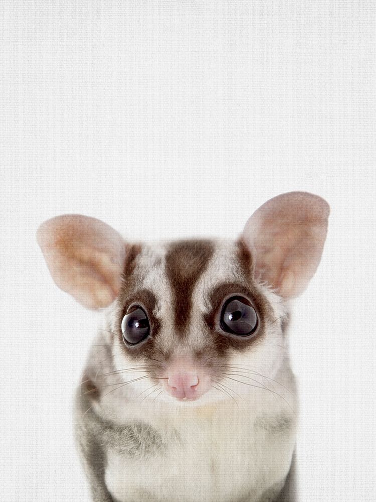 Sugarglider art print by Lola Peacock for $57.95 CAD
