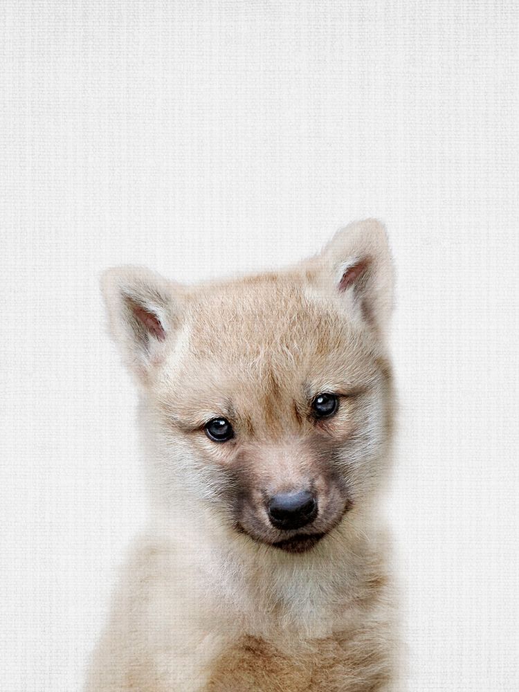 Wolf art print by Lola Peacock for $57.95 CAD