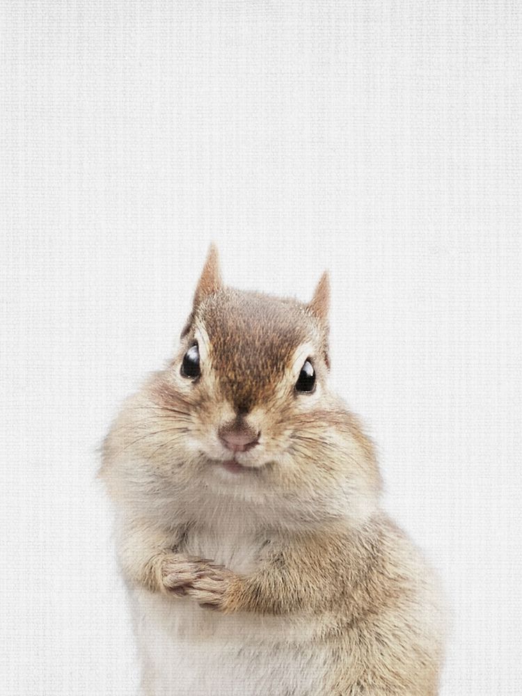 Chipmunk art print by Lola Peacock for $57.95 CAD