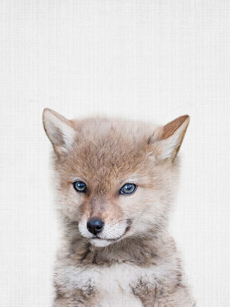 Coyote art print by Lola Peacock for $57.95 CAD