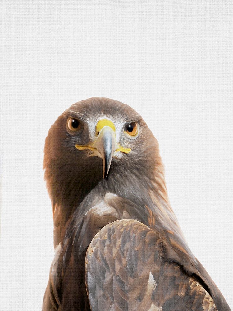 Goldeneagle art print by Lola Peacock for $57.95 CAD