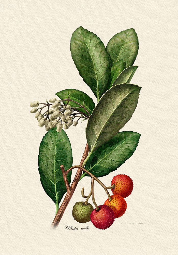 Botany   Arbutus Unedo art print by Juan Hernaz for $57.95 CAD
