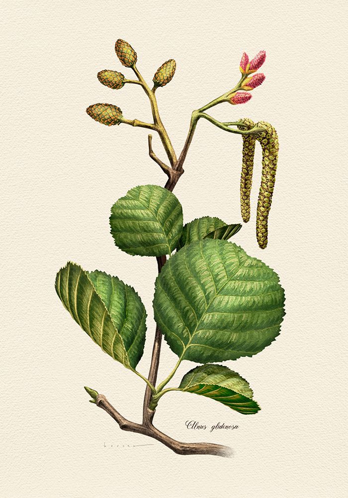 Botany   Alnus Glutinosa art print by Juan Hernaz for $57.95 CAD