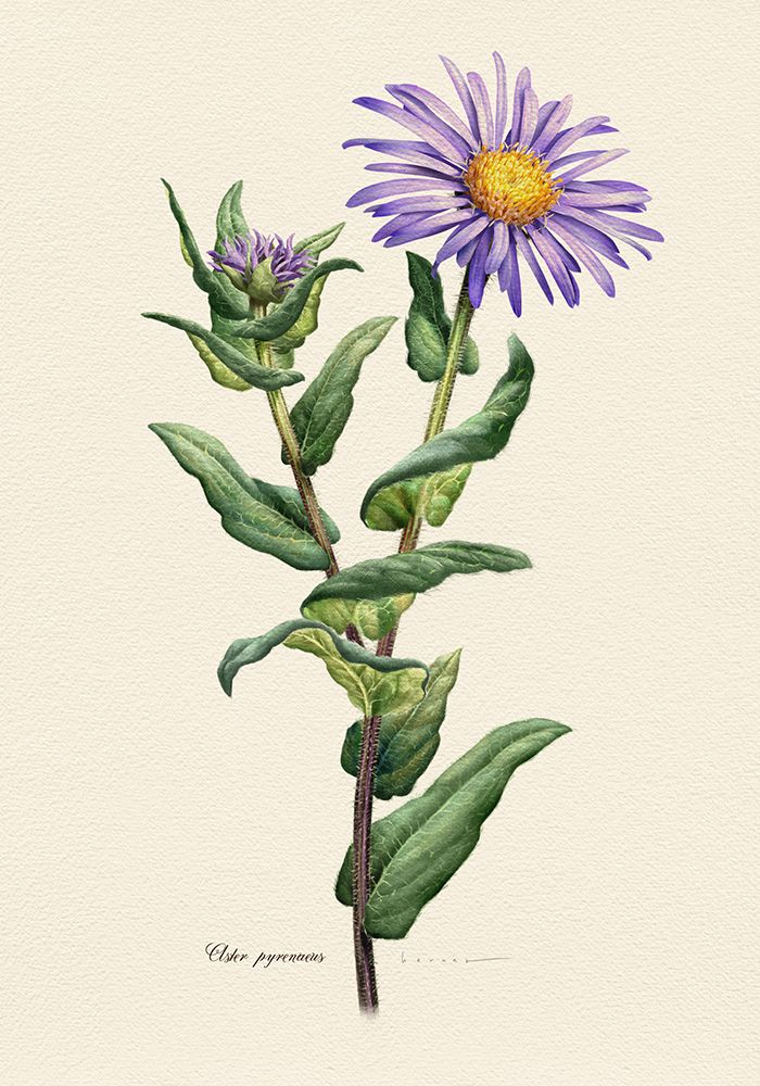 Botany   Aster Pyrenaeus art print by Juan Hernaz for $57.95 CAD