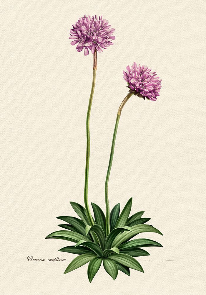 Botany   Armeria Cantabrica art print by Juan Hernaz for $57.95 CAD
