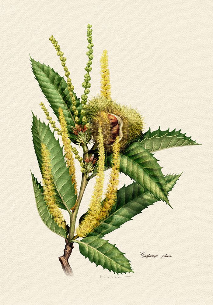 Botany   Castanea Sativa art print by Juan Hernaz for $57.95 CAD