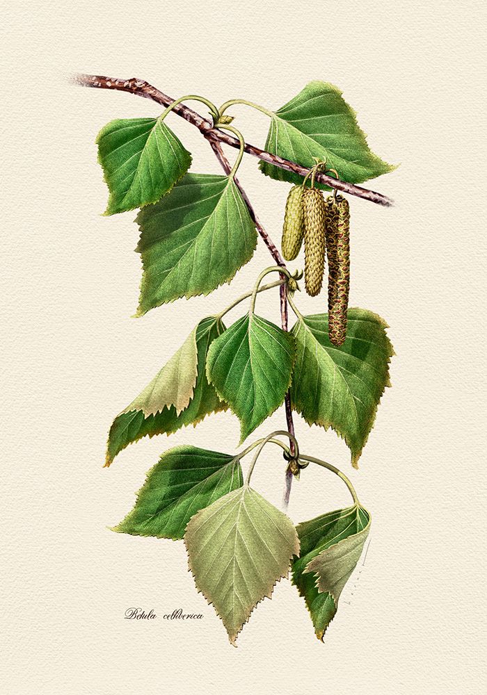 Botany   Betula Celtiberica art print by Juan Hernaz for $57.95 CAD