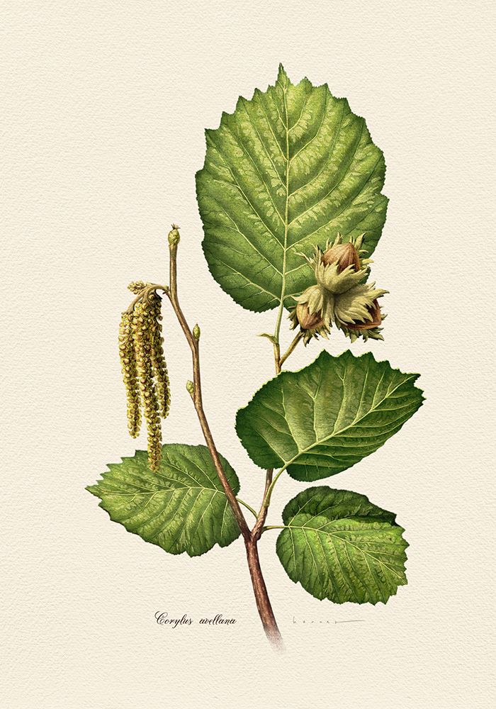 Botany   Corylus Avellana art print by Juan Hernaz for $57.95 CAD