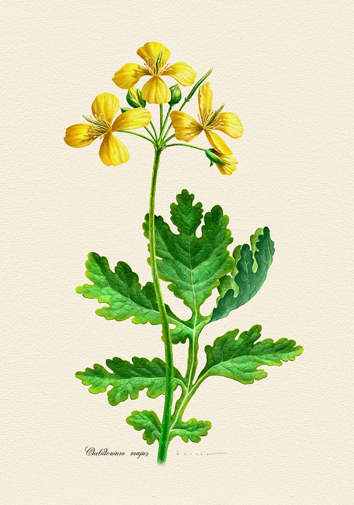 Botany   Chelidonium Majus art print by Juan Hernaz for $57.95 CAD