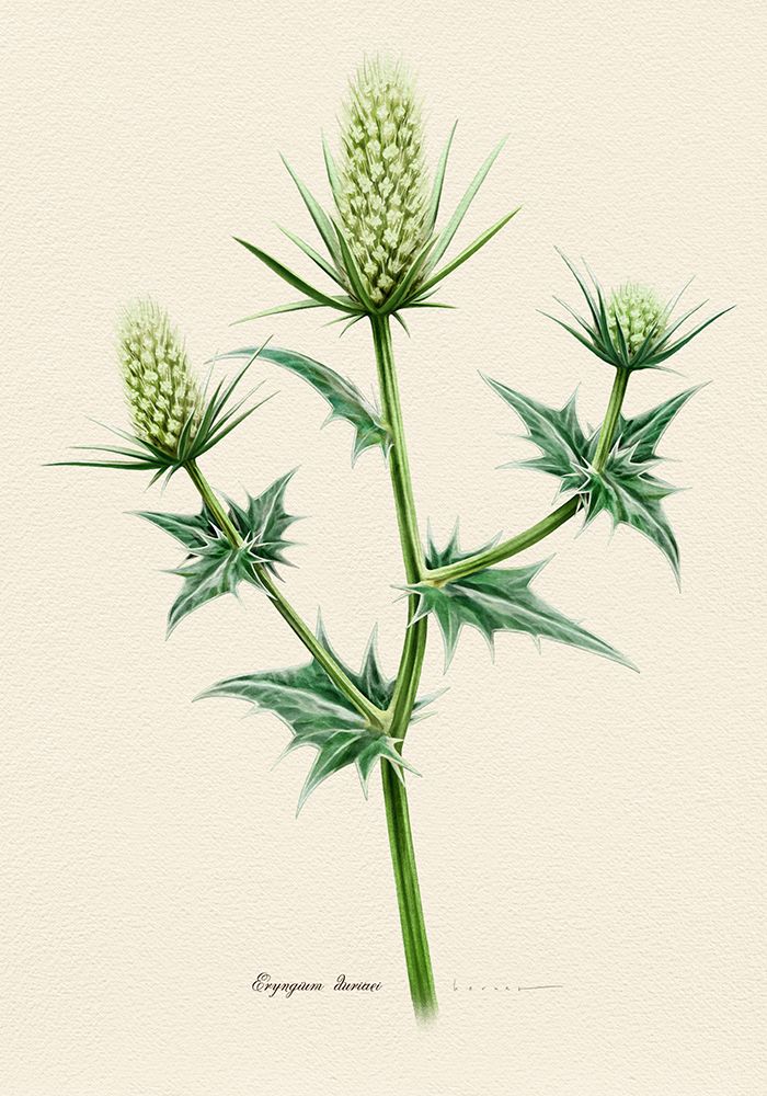 Botany   Eringyum Duriaei art print by Juan Hernaz for $57.95 CAD