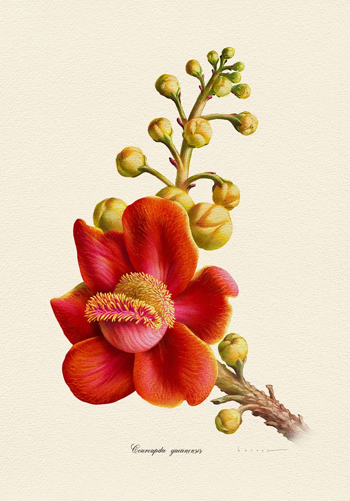 Botany   Couroupita Guianensis art print by Juan Hernaz for $57.95 CAD