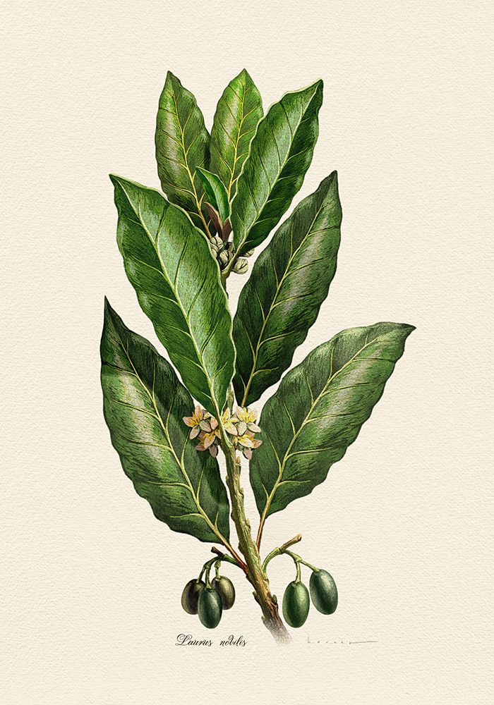 Botany   Laurus Nobilis art print by Juan Hernaz for $57.95 CAD