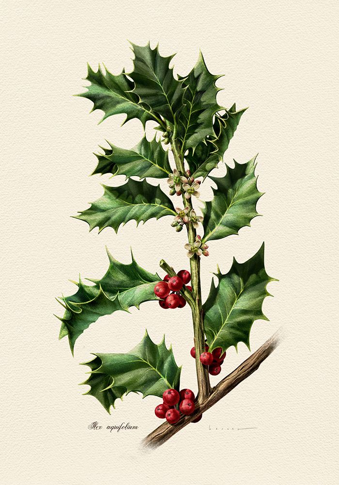 Botany   Ilex Aquifolium art print by Juan Hernaz for $57.95 CAD