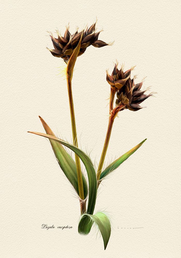 Botany   Luzula Caespitosa art print by Juan Hernaz for $57.95 CAD