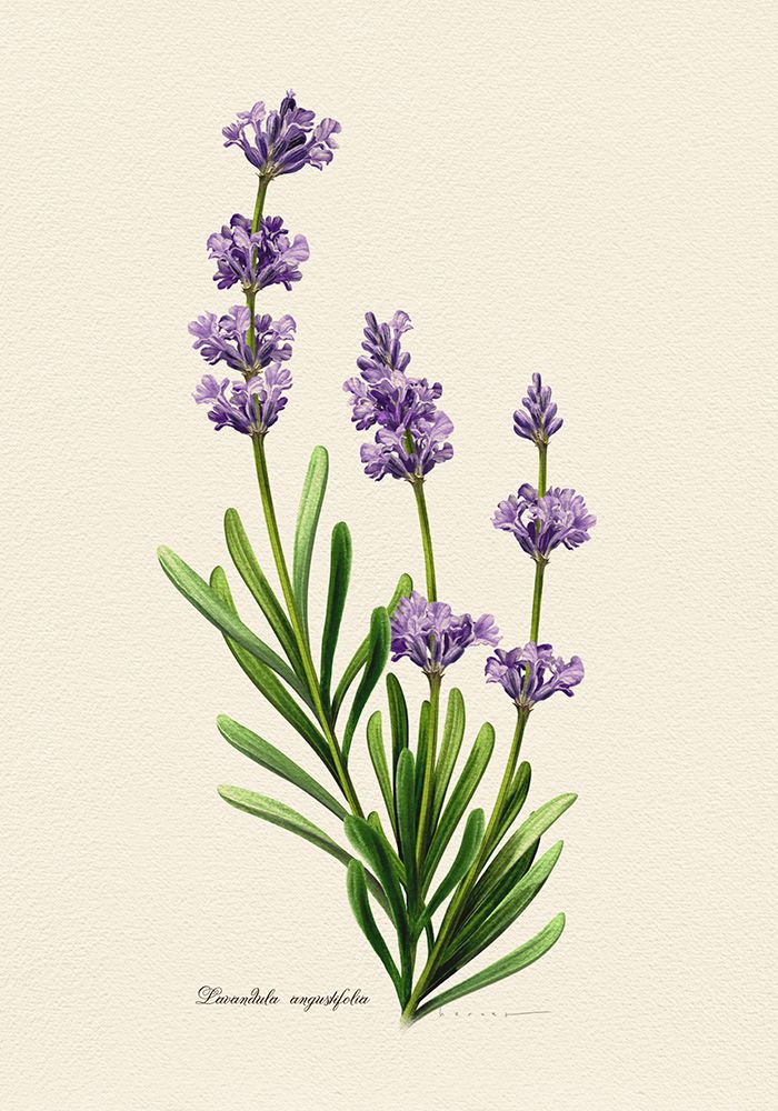 Botany   Lavandula Angustifolia art print by Juan Hernaz for $57.95 CAD