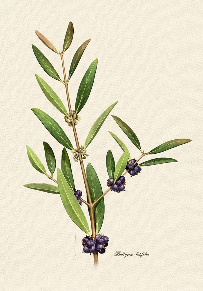Botany   Phillyrea Latifolia art print by Juan Hernaz for $57.95 CAD