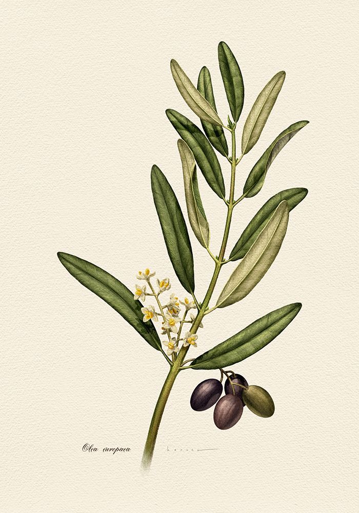 Botany   Olea Euroapea art print by Juan Hernaz for $57.95 CAD